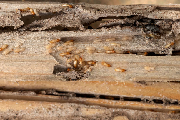 Best Cockroach Control Services  in Covington, LA