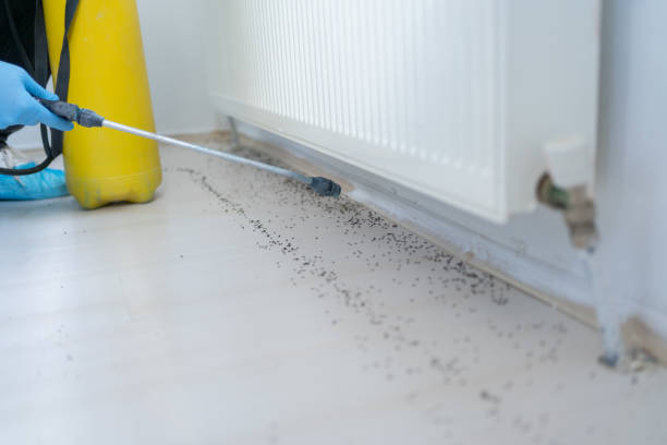 Best Rat Extermination Near Me  in Covington, LA