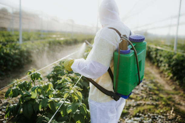 Best Wasp Removal Services  in Covington, LA